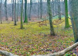 Winterlinge   Wanderung Im Jenaer Rautal 2020 0009